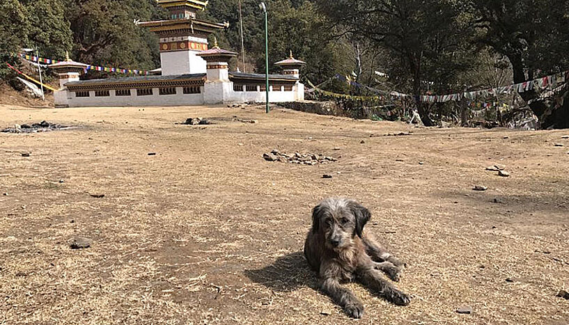 Hund vor Tempel