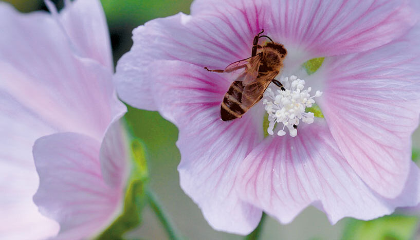 Eine Biene sitzt idyllisch beim Pollensammeln auf einer weiß-rosa Blüte.