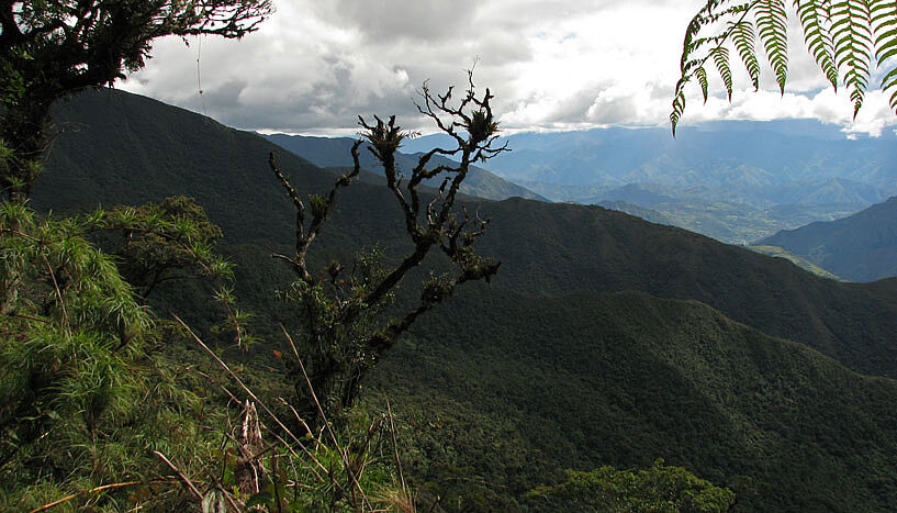 Der andine Bergwald aus einer Höhenlage von ca. 2700 Meter, mit Blick auf die Landschaft und die Ökosysteme in Südecuador (Copyright: Florian Bodner).
