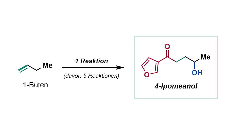 Abb. 3: Grafische Darstellung der drastisch verkürzten Synthese des bioaktiven Moleküls 4-Ipomeanol.