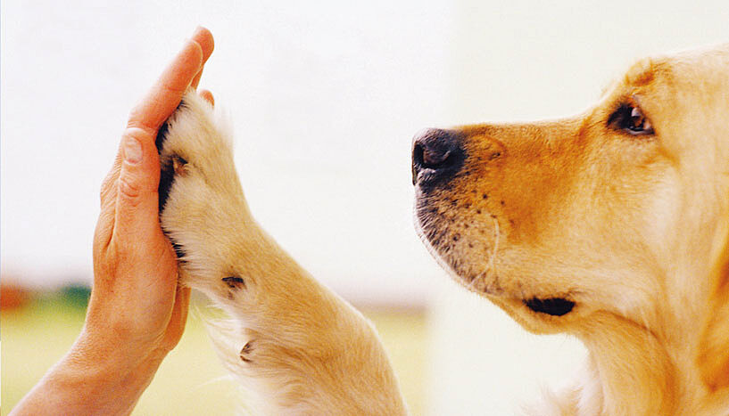 Die Beziehung zwischen Mensch und Hund und der Wirkung auf den Menschen ist schon länger im Fokus der WissenschafterInnen der Forschungsgruppe Mensch-Tier-Beziehung.  Ein besseres Verständnis dessen ist auch für den Einsatz von Hunden in Pädagogik und Therapie von Bedeutung (Copyright: Mars Austria).
