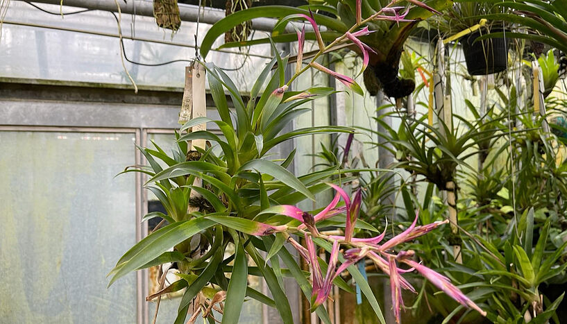 Fig. 2: Tillandsia leiboldiana grown in the bromeliad collection of the Botanical Garden of the University of Vienna. 