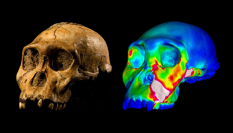 Der fossile Schädel des Australopithecus sediba Fundes MH1 und ein Finite Elemente Modell des Schädels, das die Belastung während des Beißens auf die Vormahlzähne zeigt. 