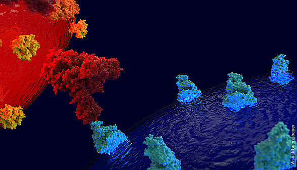 Oberflächen-Proteine des Virus (rot) können an Proteine auf der Oberfläche menschlicher Zellen (blau) andocken. Durch dieses Schlüssel-Schloss-Prinzip dringt der Virus in eine Zelle ein und infiziert sie.