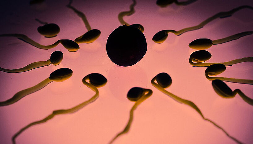 Image of spermatozoa