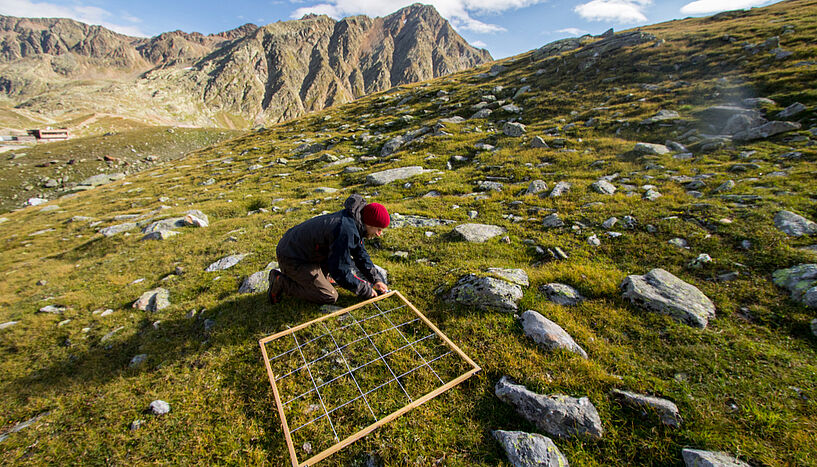 Abbildung 1:  Die wiederholte Erhebung der Häufigkeit von Pflanzen auf vielen kleinen Dauerbeobachtungsflächen lässt Rückschlüsse auf großflächige Populationstrends zu. Im Bild die Erhebung einer solchen Fläche in den Ötztaler Alpen.