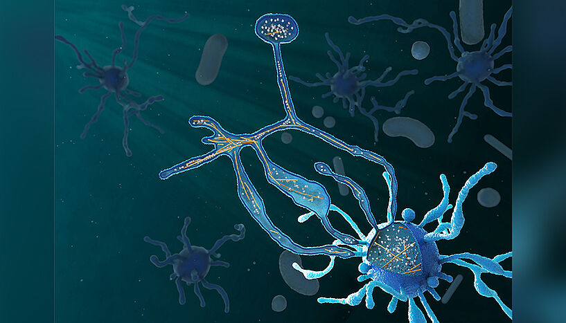 Illustration of an Asgard archaeon. Under water, a roundish structure with several worm-like appendages. In some places the cell membrane (blue) is not drawn, so that the inside becomes visible: granular material connected with fine rods (orange). In the background, some bean-shaped structures (bacteria) and more Asgard archaea are blurred.