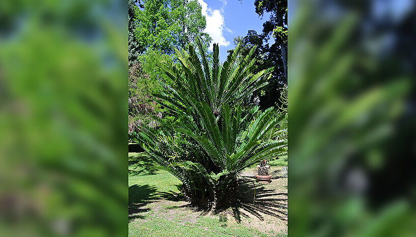Abb. 1: Bild des afrikanischen Palmfarns im botanischen Garten der Universität Neapel