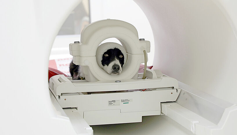Fig. 1: A dog sitting in an magnetic resonance imaging scanner with a bandage around his head.