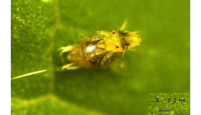 Abb. 1: Bild eines Spinnmilben-Männchens auf einem Blatt, das ein Weibchen bewacht.