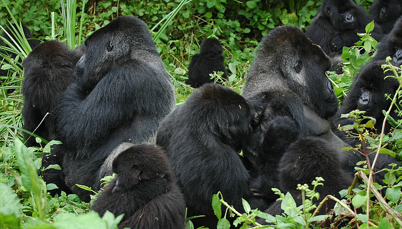 Pic. 1: Grooming mountain gorillas