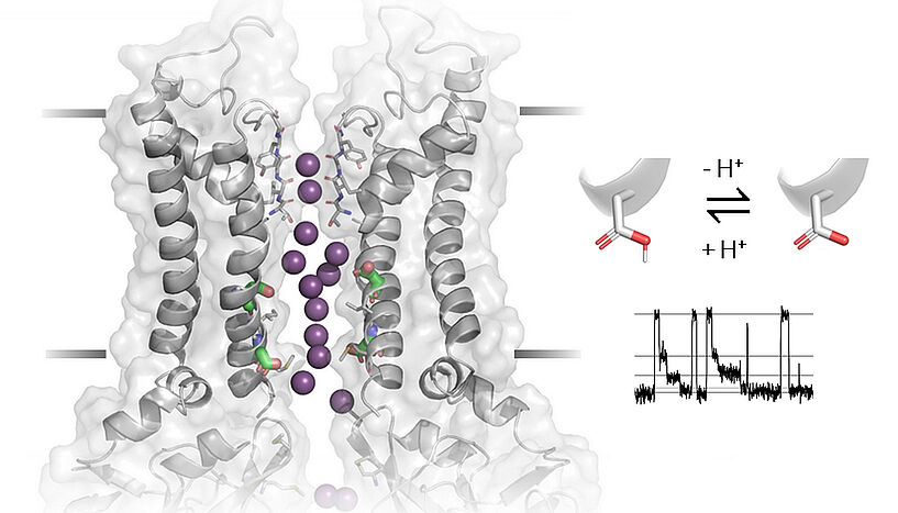Figure of the crystal structure of the Kir2 potassium channel with incorporated acidic residues.