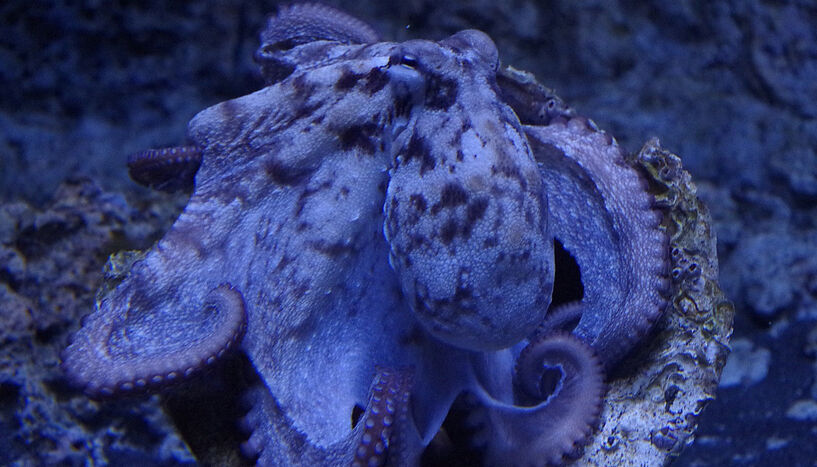 Picture of the "Octopus vulgaris"