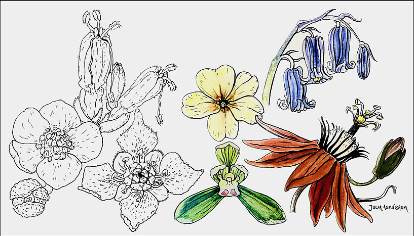 Picture of three fossil flowers in black and white and of four present-day species in colour
