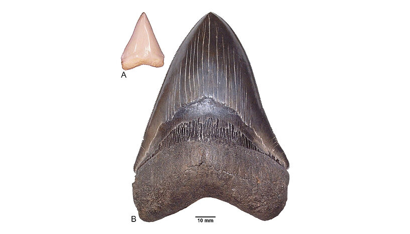 Abb. 1: Größenvergleich von Zähnen eines heutigen ca. 2,7m langen Weißen Hais Carcharodon carcharias (A) und eines ca. 9m langen Otodus megalodon aus dem Miozän