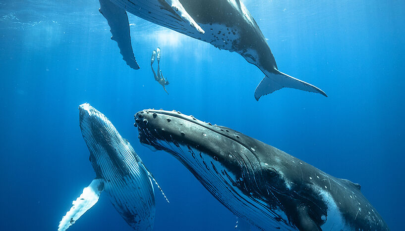 Fig. 1: Freediver descends between 3 juvenile humpback whales the size of buses.