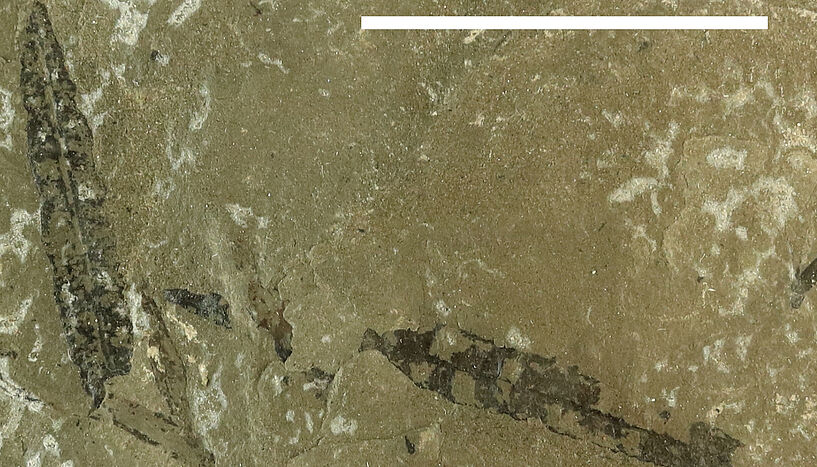 Fig. 1: Fossilized leaves of Furcula granulifer from the Late Triassic of Greenland