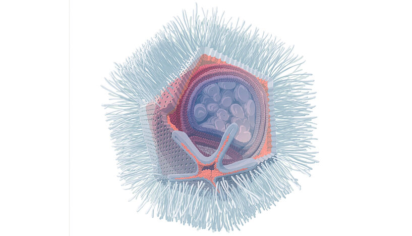 Fig. 1: Illustration of Naegleriavirus based on electron microscopy.