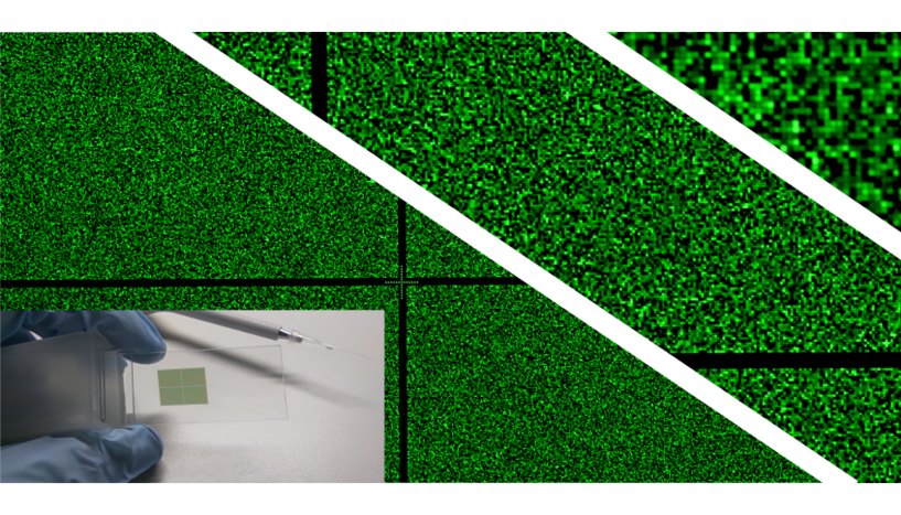 A full-size, high-density RNA microchip is about the size of a fingernail and can contain up to 780 000 unique RNA sequences, each occupying a ~14 x 14 μm² area. The presence and the quality of the RNA can be verified via the addition of a complementary DNA strand with a green fluorescent tag.