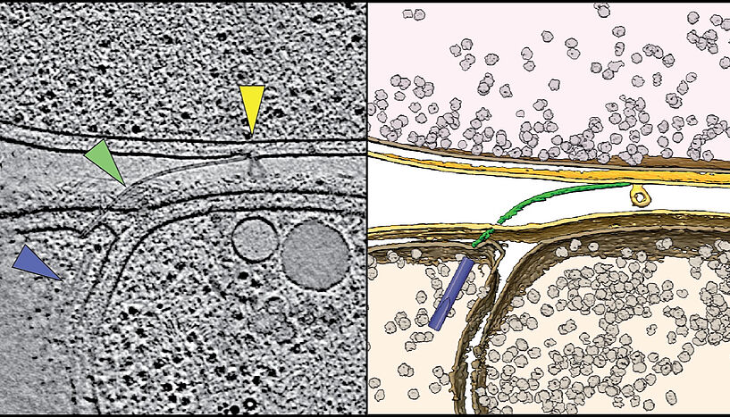 Abb. 1: Kryo-Elektronentomogramm (l.) und 3D-Visualisierung (r.) der Bordkanone, die das Bakterium Aureispira für die Jagd einsetzt. Die farbigen Pfeile markieren die entsprechend gefärbten Strukturen rechts.