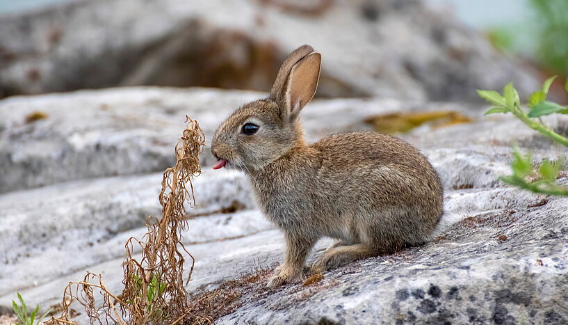 Fig. 1: Picture of a wild rabbit