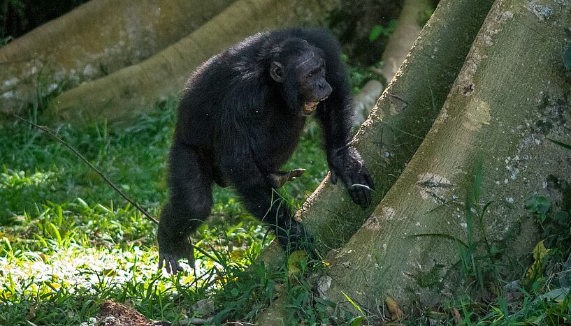 Abb. 1: Bild eines männlichen Ostafrikanischen Schimpansen aus der Sonso-Gemeinschaft im Budongo-Wald (Uganda) bei einem "Pant-Hoot"-Ruf.