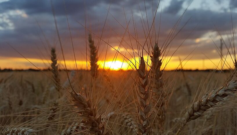 Fig 1: Picture of a wheat field.