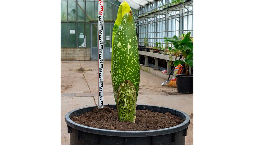 Pflanze Titanenwurz im Kalthaus des Botanischen Gartens