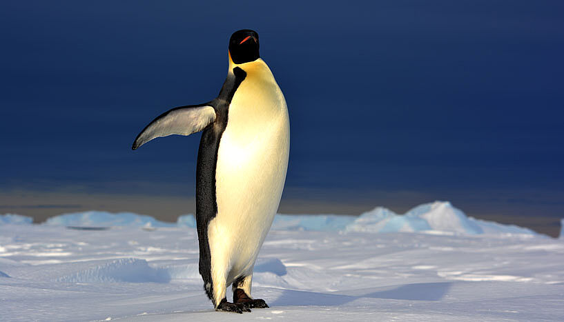 Ein einzelner Kaiserpinguin streckt sich im ewigen Eis der Sonne entgegen.