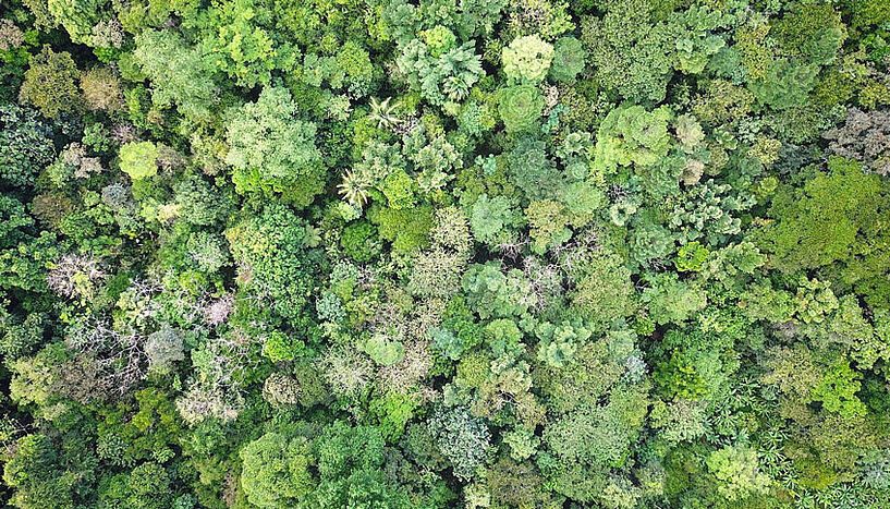 Luftbild Wald La Gamba