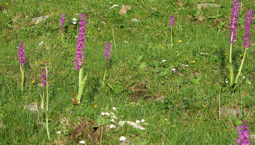 Im Bild Orchideen auf einer Weide im Schneeberggebiet