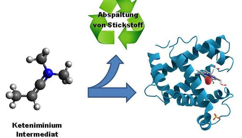 Aus hochenergetischen Spezies bildet man die Bausteine des Lebens: Ein Keteniminium-Ion, eine hochenergetische Spezies in der Organischen Chemie, kann durch Abspaltung von Stickstoff direkt zu Aminosäurederivaten umgewandelt werden (Copyright: Universität Wien)