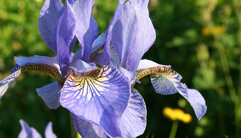 Shakespeare im Botanischen Garten: Bei einem Spaziergang sieht man Lilien,