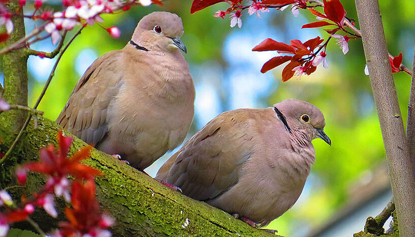 Zwei Tauben im Baum