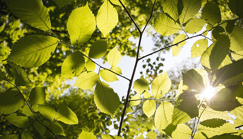 Blätter und Sonnenlicht