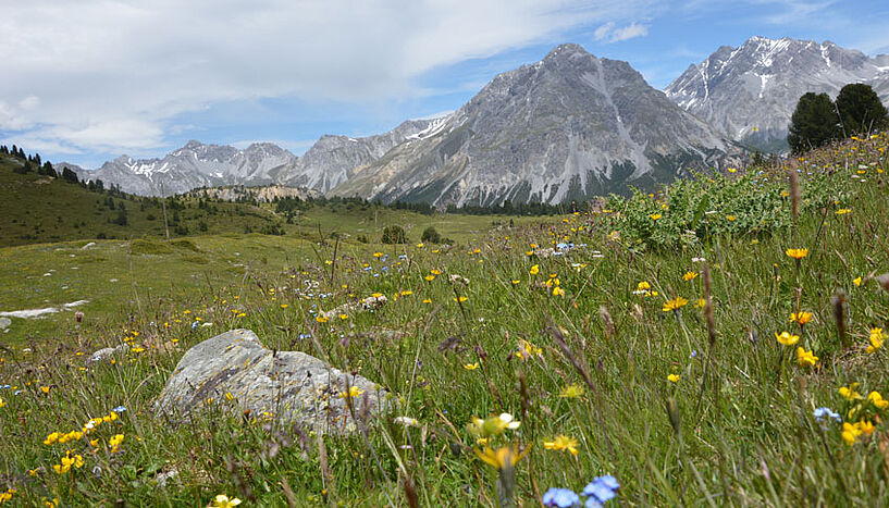 Blick in ein Tal im Schweizer Nationalpark mit Alpenblumen im Vordergrund. 