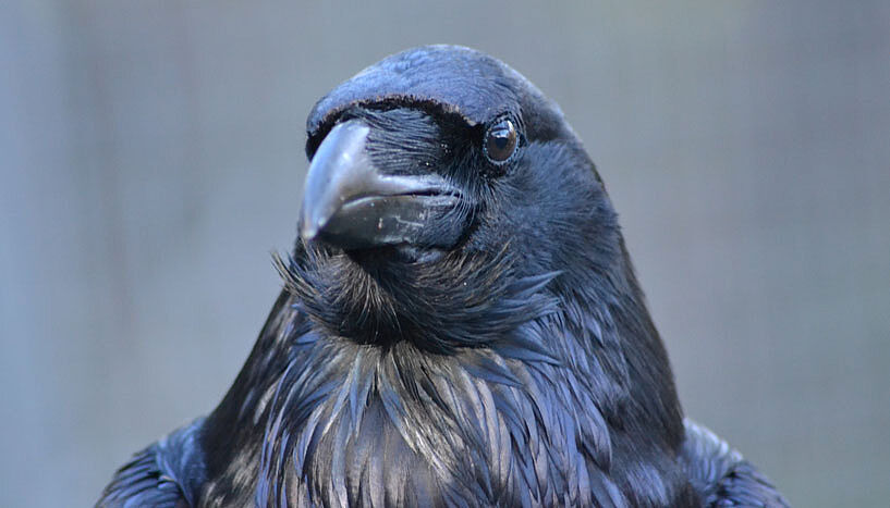 The results suggest that ravens can connect the acoustic information with their own experience mentally (Copyright: Universität Wien).