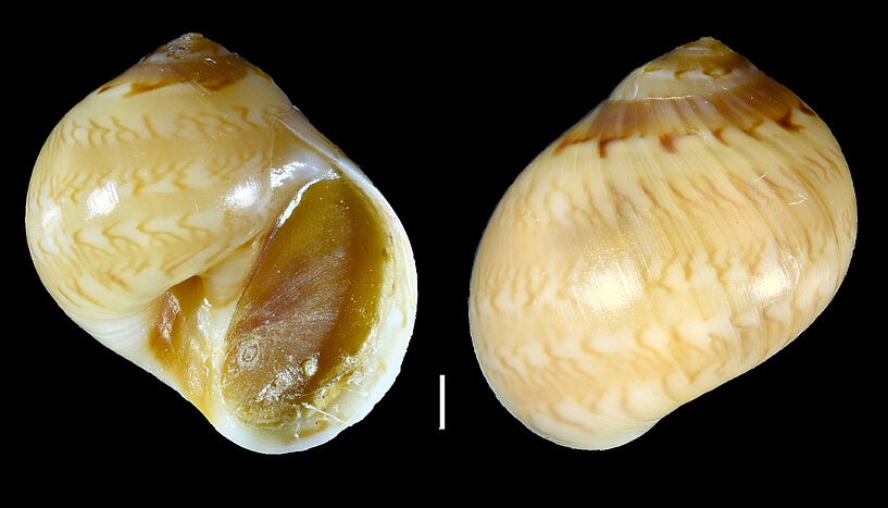 Abb. 3: Euspira nitida, eine räuberische Bohrschnecke. 
