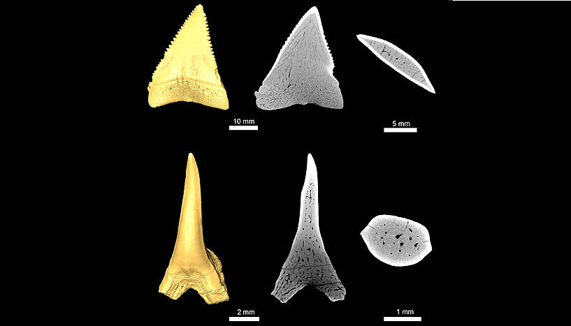 Die Aufnahmen der Haizähne aus unterschiedlichen Winkeln zeigen nicht nur, dass diese sehr spitz sind, sondern auch zusätzlich kleine Erhebungen besitzen, die wiederum an Widerhaken erinnern. 