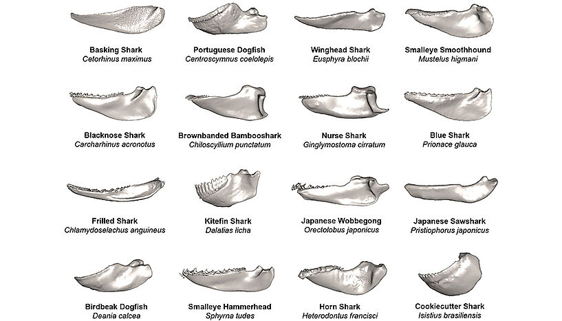 A compilation of 16 different 3D reconstructions of shark jaws: Basking Shark (Cetorhinus maximus), Blacknose Shark (Carcharhinus acronotus), Frilled Shark (Chlamydoselachus anguineus), Birdbeak Dogfish (Deania calcea), Portuguese Dogfish (Centroscymnus coelolepis), Brownbanded Bambooshark (Chiloscyllium punctatum), Kitefin Shark (Dalatias licha), Smalleye Hammerhead (Sphyrna tudes), Winghead Shark (Eusphyra blochii), Smalleye Smoothhound (Mustelus higmani), Nurse Shark (Ginglymostoma cirratum), Blue Shark (Prionace glauca), Japanese Wobbegong (Orectolobus japonicus), Japanese Sawshark (Pristiophorus japonicus), Horn Shark (Heterodontus francisci), Cookiecutter Shark (Isistius brasiliensis)
