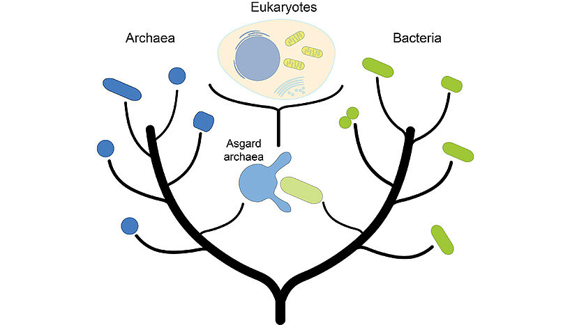 A conceptual tree of life: two branches arise from a common stem, the left one is headed 