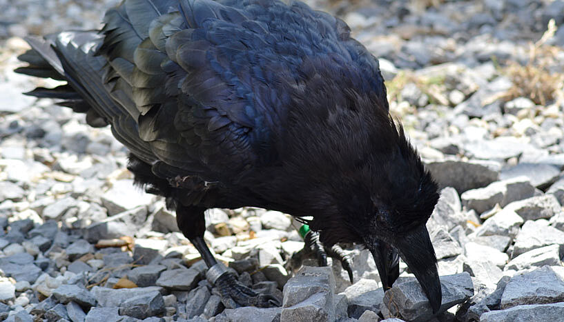Ravens hid their food only well when dominant conspecifics were visible and audible at the same time (Copyright: Jana Müller, Universität Wien).