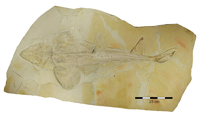 Fig. 1: Fossil of the Late Jurassic shark Protospinax annectans from Solnhofen and Eichstätt, Germany