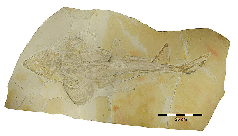 Fig. 1: Fossil of the Late Jurassic shark Protospinax annectans from Solnhofen and Eichstätt, Germany
