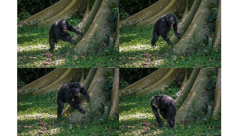 Abb. 2: Bild eines erwachsenen männlichen Ostafrikanischen Schimpansen aus der Sonso-Gemeinschaft im Budongo-Wald (Uganda) beim Trommeln.