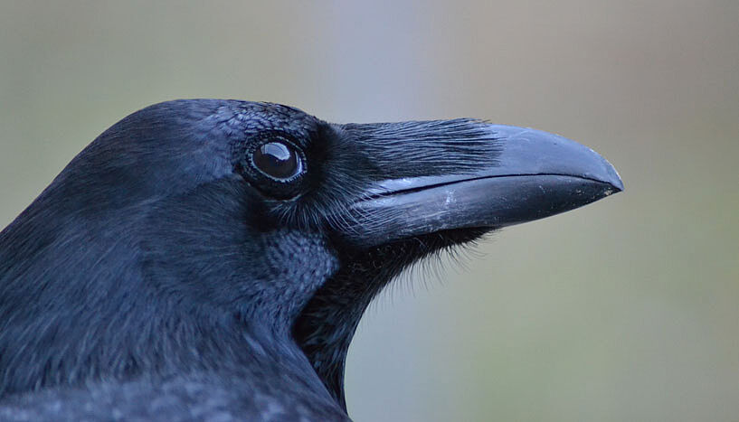 Researchers at the University of Vienna tested the ability of crows to empathize with others (Copyright: Jana Müller, Universität Wien).