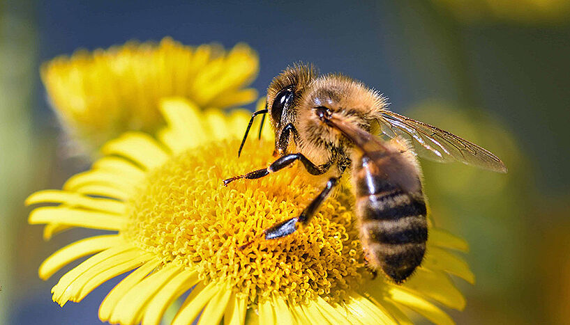 Biene auf einer großen, gelben Blüte