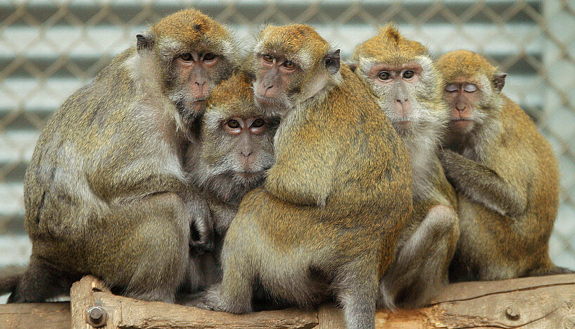 Eine Gruppe von Affen