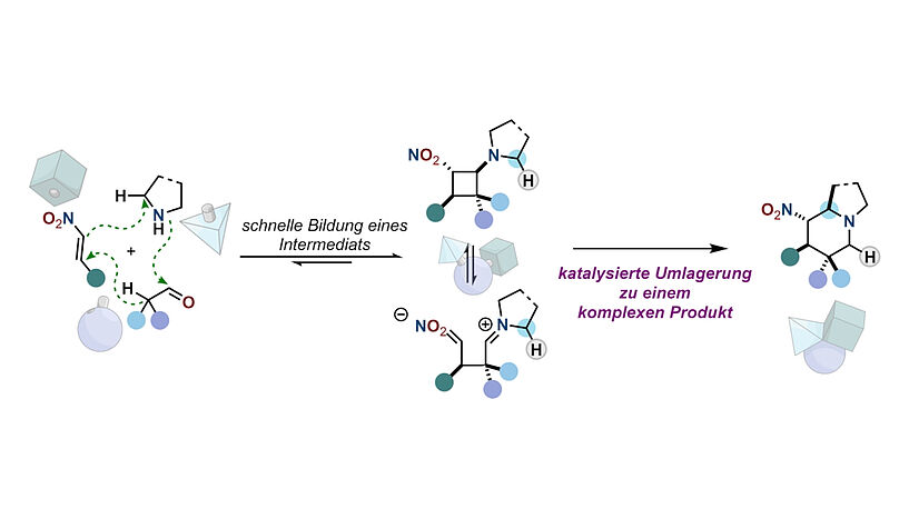 Abb.3: Synthese komplexer Alkaloide aus einfachen Startmaterialien 