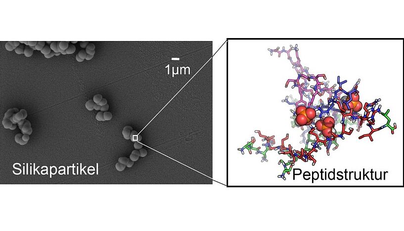 Grafische Darstellung. Links: Silikapartikel, die durch molekulare Schablonen aus Eiweiß in ca. 1 mikrometer große Kügelchen geformt wurden. Rechts: Eine Darstellung der Struktur der Eiweißschablonen im Inneren der Kügelchen. 